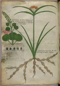 Botanical illustration, c.1440 by Italian School
