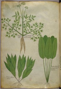 Botanical illustration, c.1440