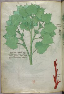 Botanical illustration, c.1440 by Italian School