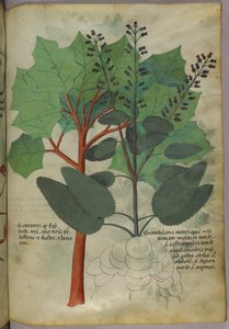 Botanical illustration, c.1440 by Italian School
