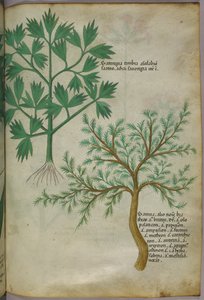 Botanical illustration, c.1440 by Italian School