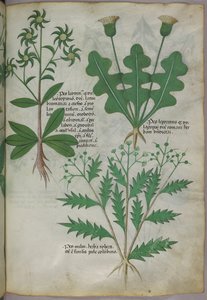 Botanical illustration, c.1440