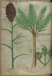 Botanical illustration, c.1440