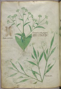 Botanical illustration, c.1440 by Italian School