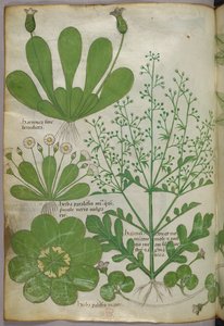 Botanical illustration, c.1440 by Italian School