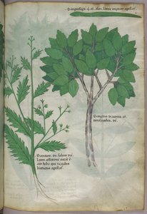 Botanical illustration, c.1440