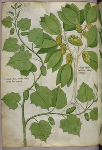 Botanical illustration, c.1440 by Italian School