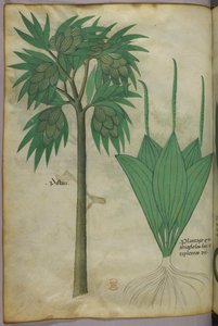 Botanical illustration, c.1440