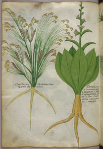 Botanical illustration