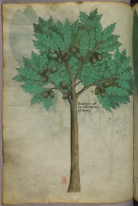 Botanical illustration of a nut tree, c.1440