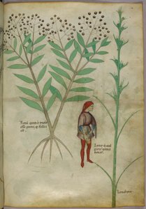 Botanical Illustration of a Plant and a Man Urinating into a Pot, c.1440 by Italian School