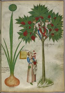 Botanical illustration of a plant and boys picking fruit from a tree by Italian School