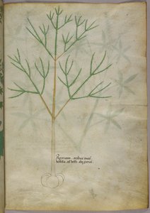 Botanical illustration of a plant, c.1440