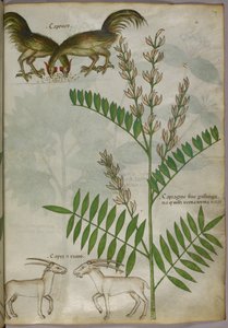 Botanical illustration of a plant, two goats and two birds, c.1440 by Italian School