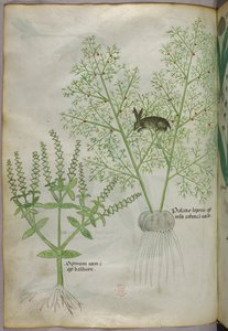 Botanical illustration of a sweet basil plant and a hare among asparagus, c.1440