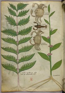 Botanical illustration of crabs and a scorpion, c.1440 by Italian School