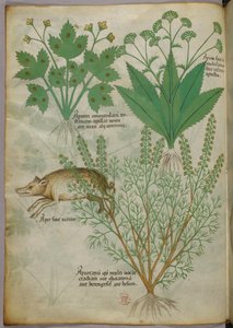 Botanical illustration of plants and a boar, c.1440 by Italian School