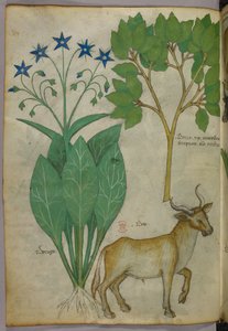 Botanical illustration of plants and a bull