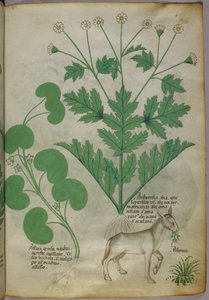 Botanical illustration of plants and a donkey
