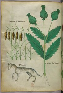 Botanical illustration of plants and a panther