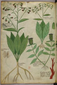Botanical illustration of plants and coral with a snake and a deer