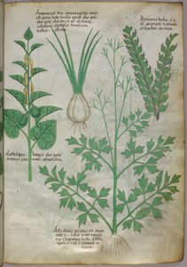 Botanical illustration of plants, c.1440