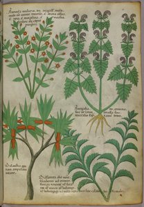 Botanical illustration of plants, c.1440 by Italian School