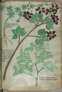 Botanical illustrations of madder, blackberry, rue, c.1440 by Italian School