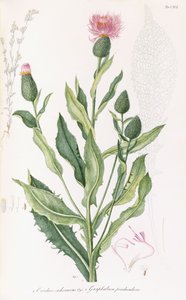 Cardus Cichoraceus and Gnaphalium Penduculare