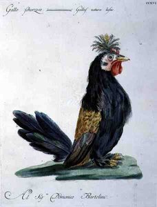 Cockerel