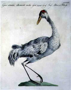 Common Crane, c.1767-76