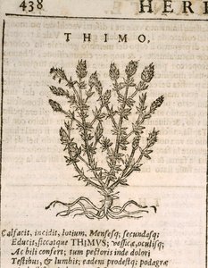 Common Thyme (Thymus vulgaris), engraving by Castore Durante