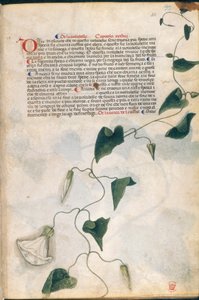 Convolvulus Plant, illustration from 