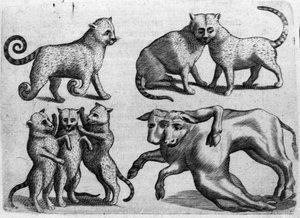 Different types of monsters: cats and cows with multiple bodies. Engraving from 