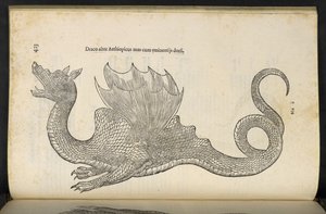 Ethiopian Dragon Serpentum, et draconum historiae libri duo, Bologna by Ulisse Aldrovandi by Italian School