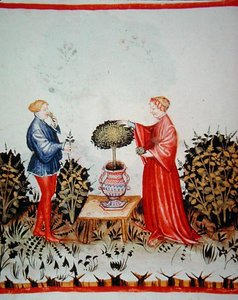 Gathering the Basilicum Curatum, illustration from 