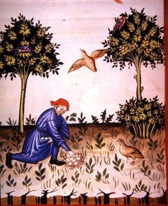 Collecting Partridge Eggs, illustration from 