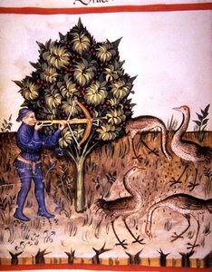 Hunting Crane, illustration from 