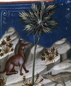 Fox and a wolf, illustration from Codex Justianus, 1350 by Italian School