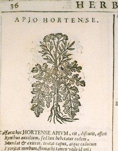 Garden Parsley (Petroselinum crispum), engraving by Castore Durante by Italian School