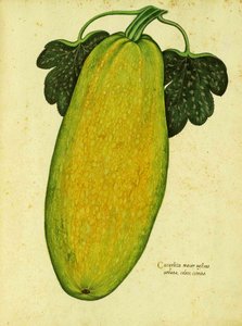 Heirloom Squash by Ulisse Aldrovandi