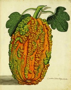 Heirloom Squash by Ulisse Aldrovandi