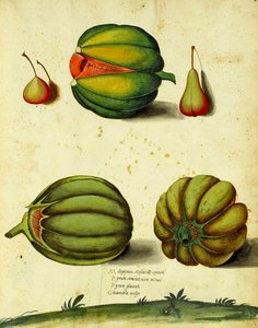 Heirloom Squash by Ulisse Aldrovandi by Italian School