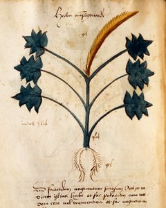 Herba Spigonardi
