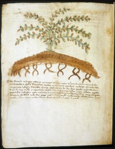 Herbarium of the 14th century. Municipal library of Rimini