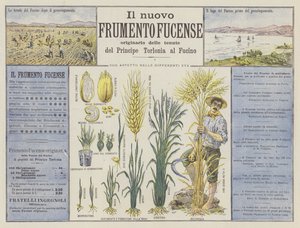 The New Fucense Wheat by Italian School