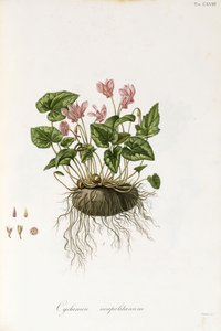 Ivy-Leaved Cyclamen - Cyclamen Neapolitanum by Italian School