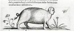 The manticore - in 