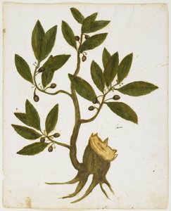 Laurel Tree (Laurus nobilis)