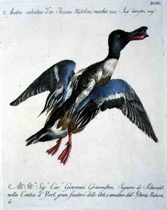 Mallard in Flight, c.1767-76 by Italian School